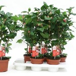 Камелия ( Camellia Japonica Dr King )